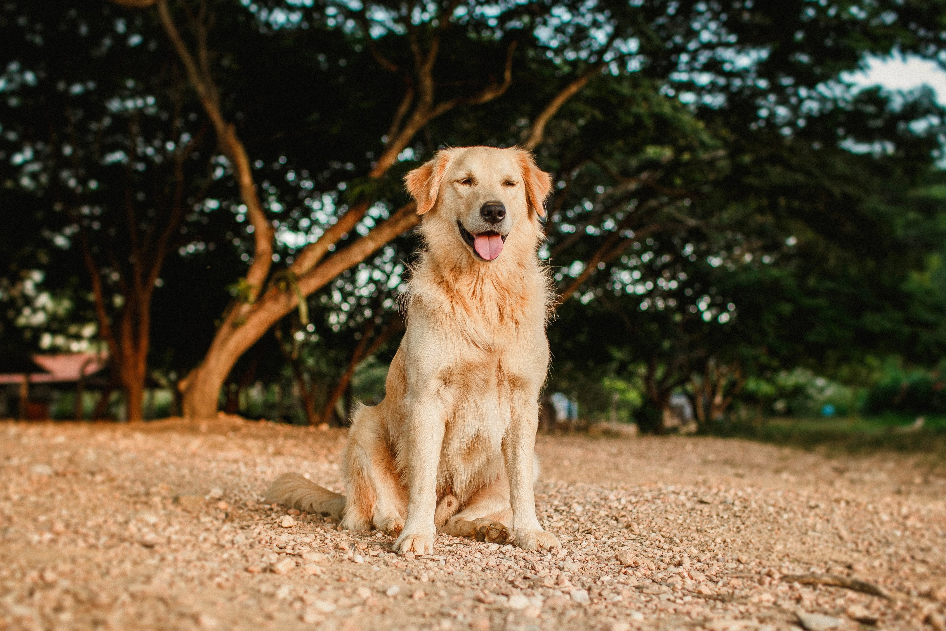 Der Vorteil von Bio-Hundefutter