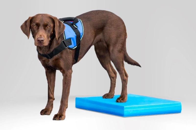 FitPaws Balance Pad