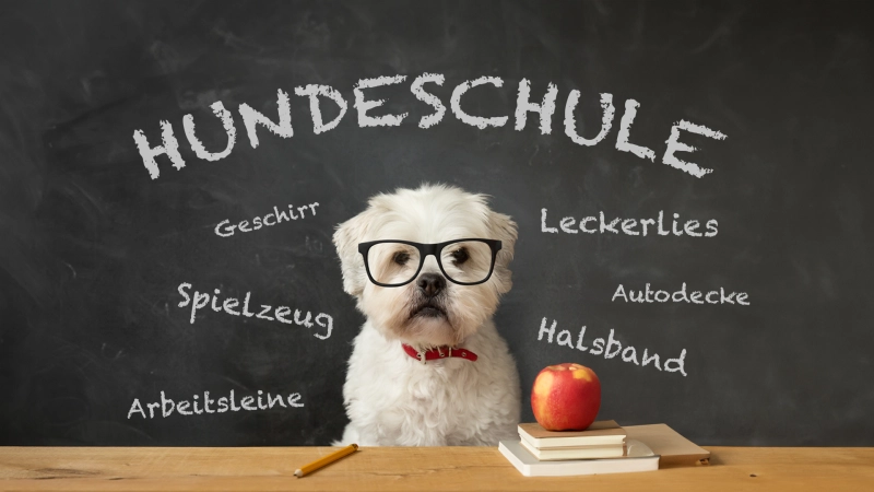 Checkliste Hundeschule